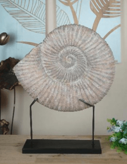 Homewares - Conche Shell Fossil on Stand